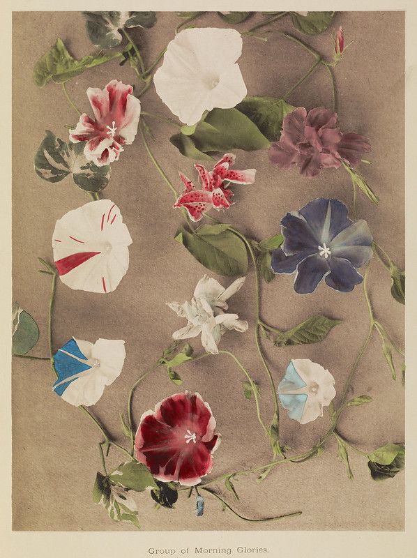 A vintage botanical illustration of a group of morning glories in shades of red, white, blue, and pink, on a sepia-toned background.