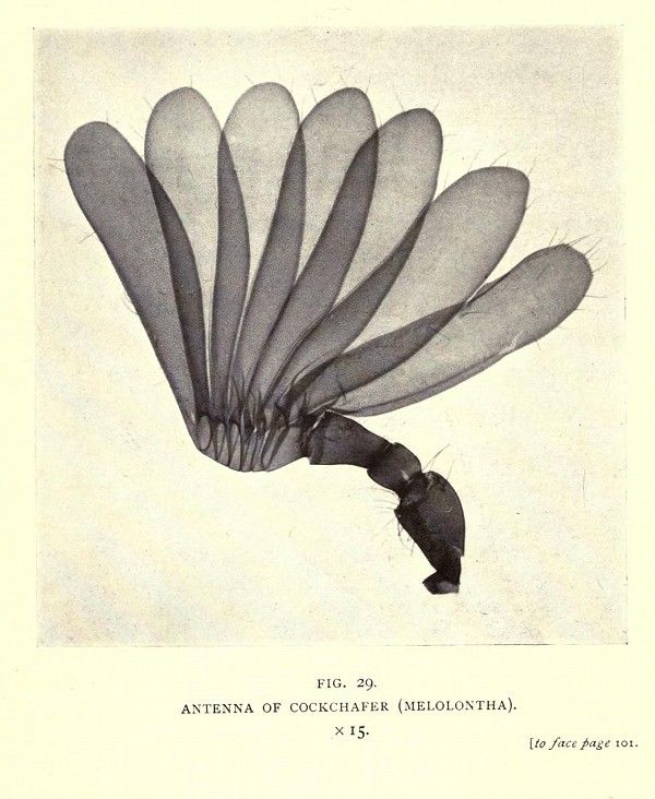 A vintage black and white illustration of a cockchafer's antenna, depicted as a fan-like structure with numerous leaf-shaped segments radiating from a central base. The antenna is attached to a small, segmented portion of the insect's body. The illustration is labeled and indicates a magnification of 15x.