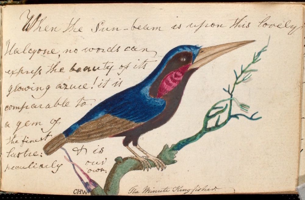 Watercolor painting of a small, colorful kingfisher perched on a branch, with handwritten text and the inscription 'The Minute Kingfisher'.