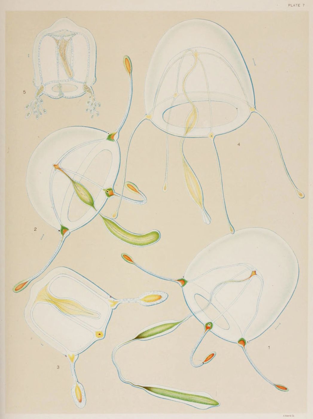 A detailed scientific illustration of a complex biological structure, rendered in transparent tones with blue outlines on a yellow background. The illustration is labeled with numbers 1 through 5 and is titled 'PLATE 7'.