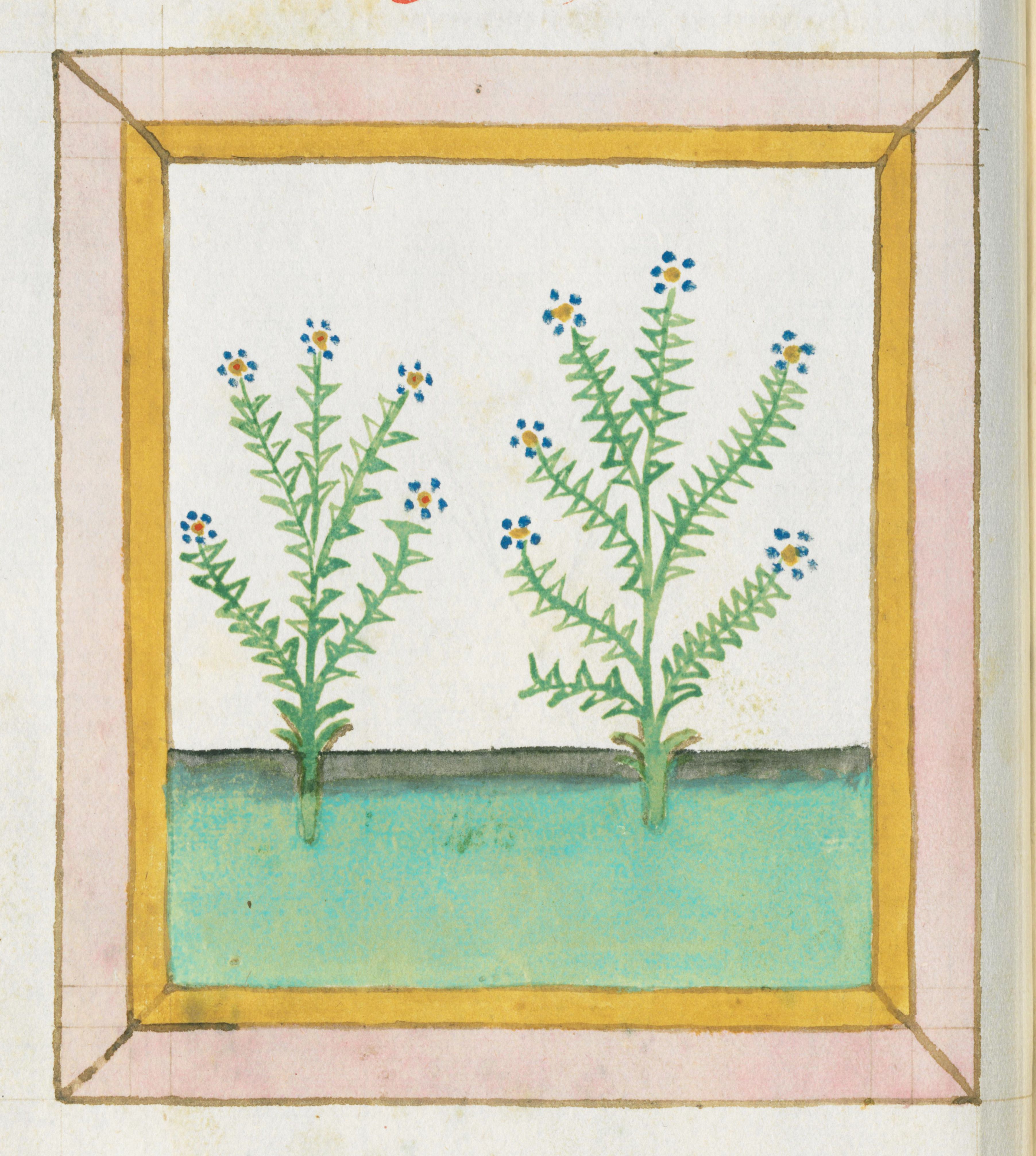 A botanical illustration of two plants with spiky leaves and small yellow and blue flowers growing out of turquoise water, framed by a pink and gold border.