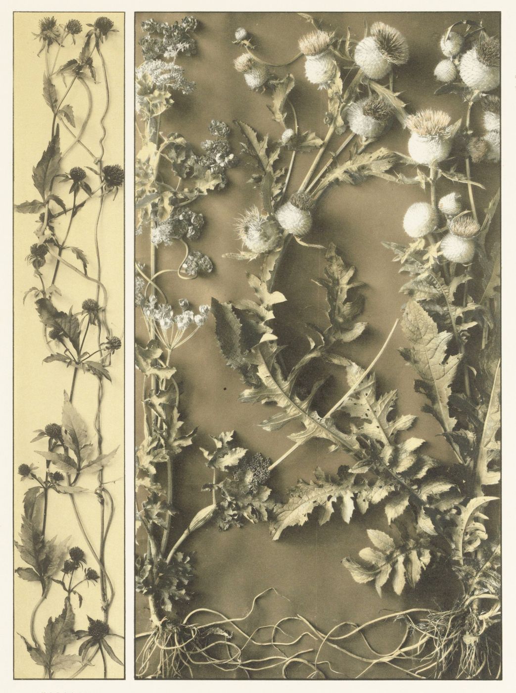 A diptych featuring pressed botanical specimens against a muted olive-green background. The left panel displays a climbing vine with small leaves and white flower buds, while the right panel showcases a variety of wildflowers and weeds with fluffy flower heads and different leaf shapes.
