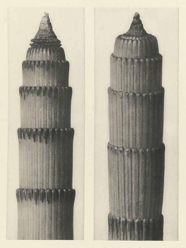 Two black and white close-up views of a segmented plant stem.