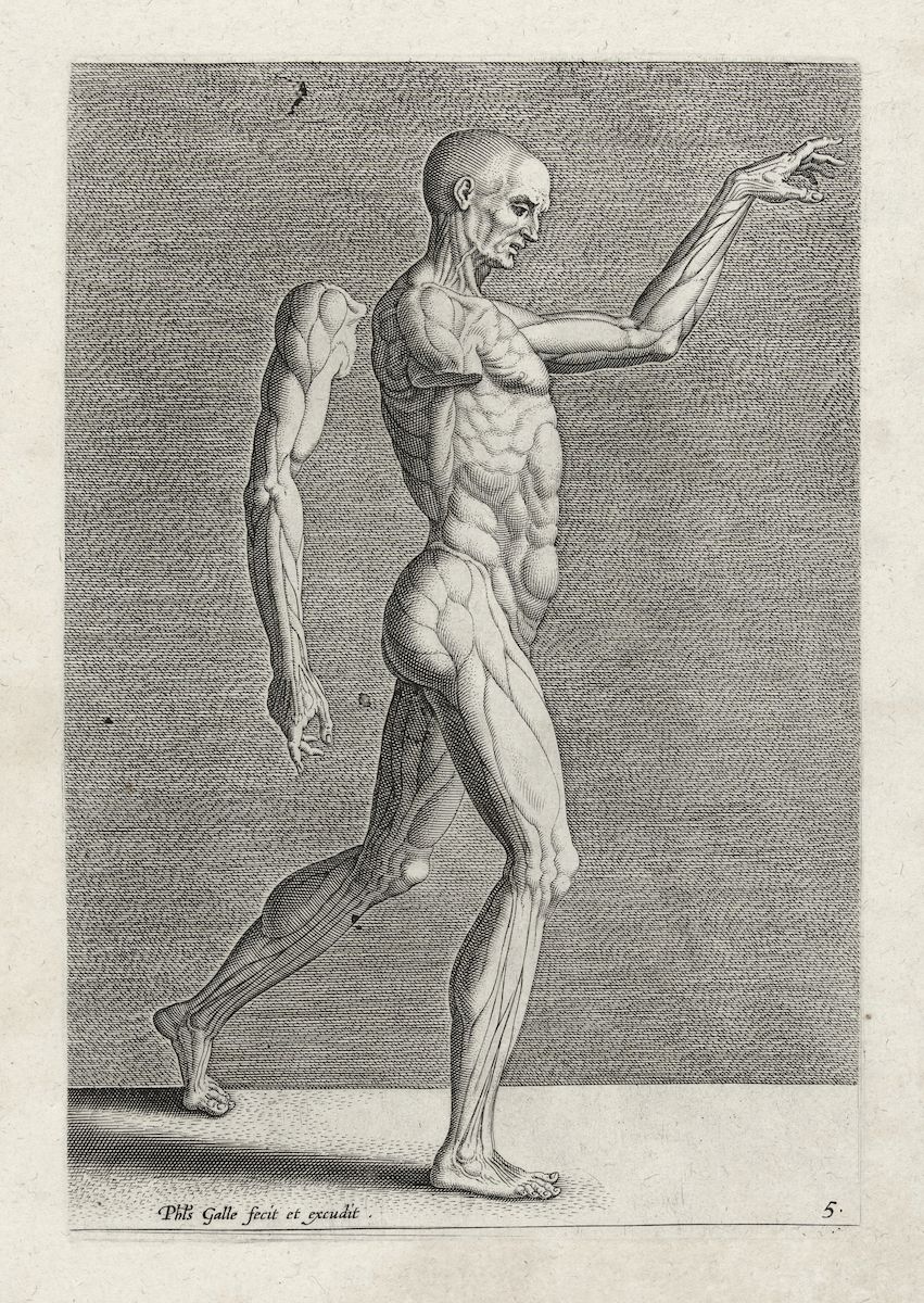 Anatomical engraving of a male figure with detailed musculature and skeletal structure.