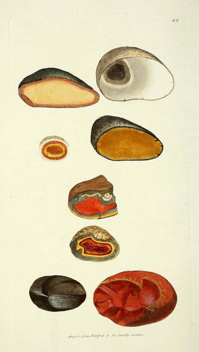A vintage scientific illustration of various shell cross-sections, rendered in watercolor and ink on a cream-colored paper.