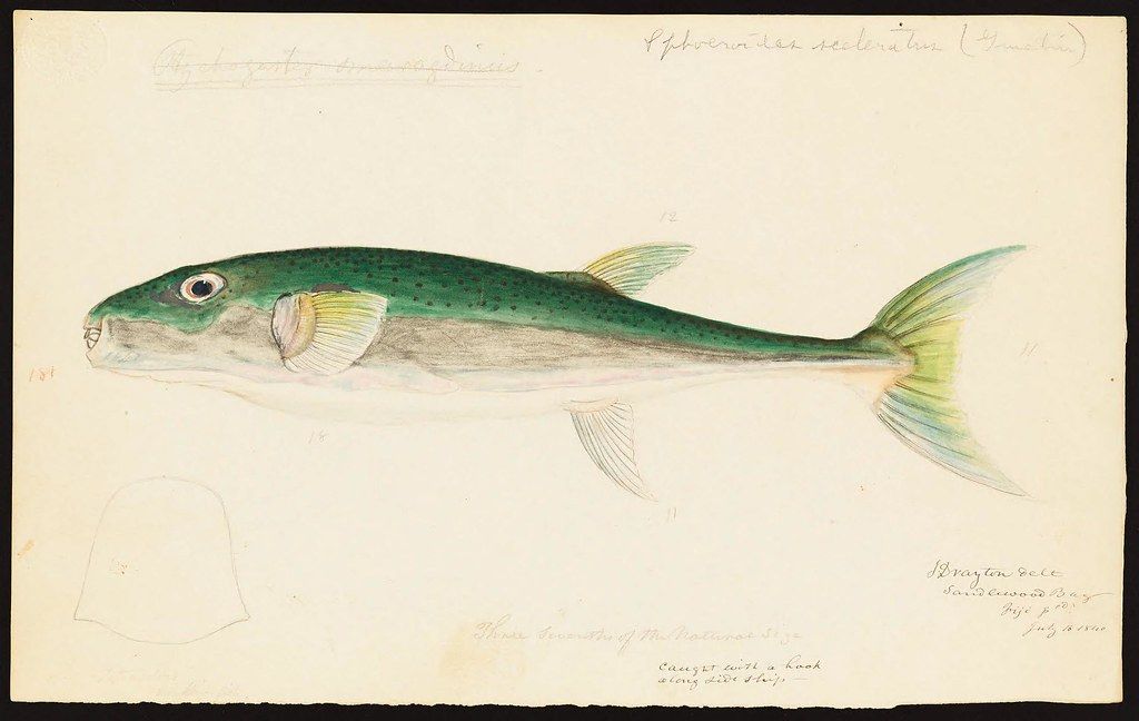 A vintage watercolor painting of a green fish on cream-colored paper with handwritten annotations.