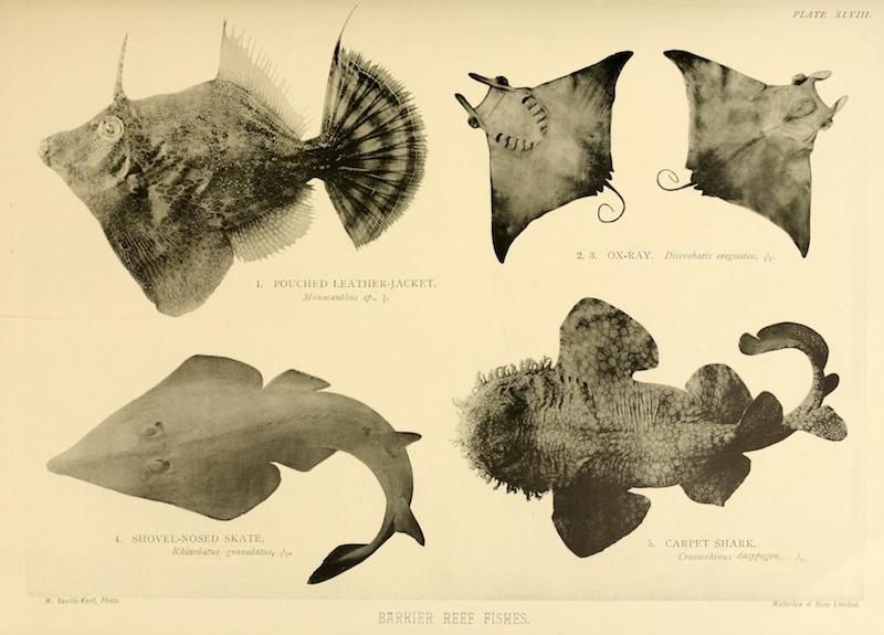 Vintage illustration of Barrier Reef Fishes, including Pouched Leatherjacket, Ox-Ray, Shovel-Nosed Skate, and Carpet Shark.