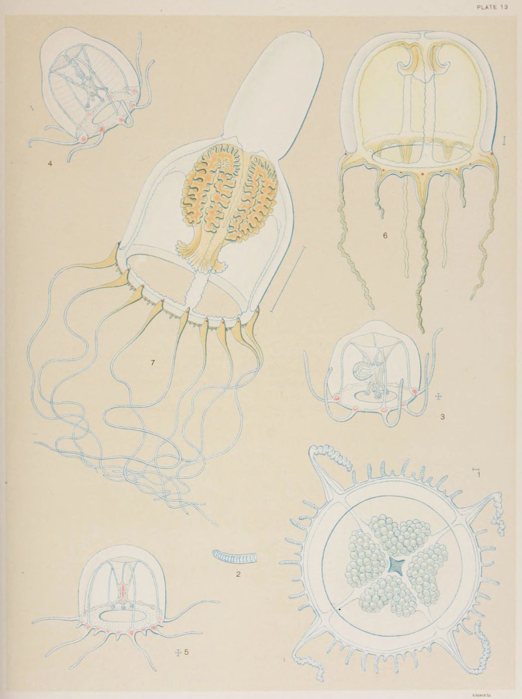 Vintage scientific illustration of seven jellyfish species, labeled 1 through 7, on a warm yellow-beige background. The style is precise and anatomical, with delicate line drawings and subtle shading. The illustration is labeled 'PLATE 13' and signed 'A. Agassiz. del.'