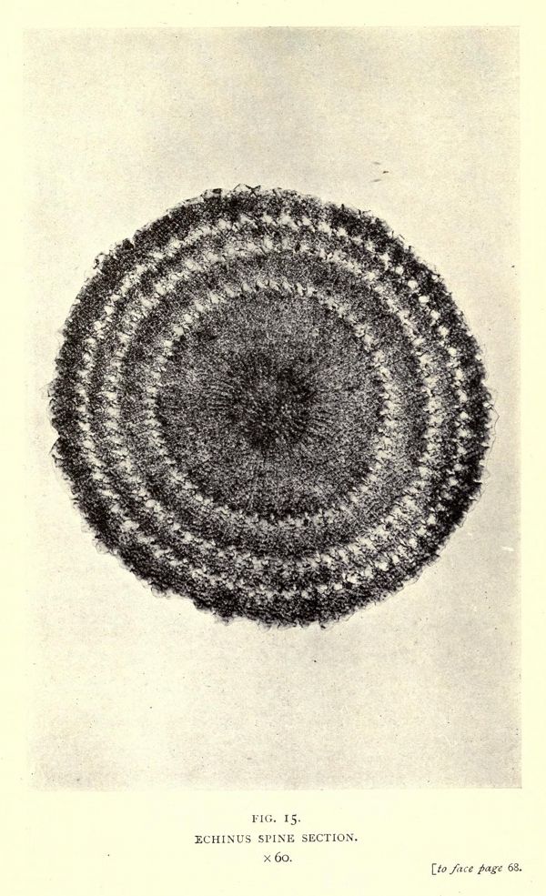 A detailed monochrome illustration of a cross-section of an echinus spine, showing a complex radial pattern of tiny dots and lines.