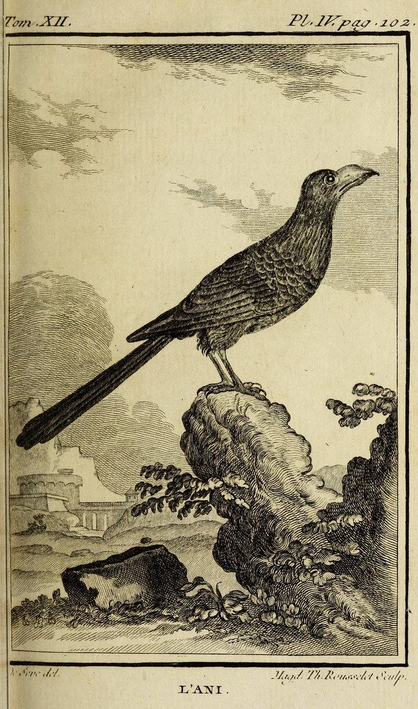 A vintage black and white engraving of a bird perched on a rock, with a landscape in the background.