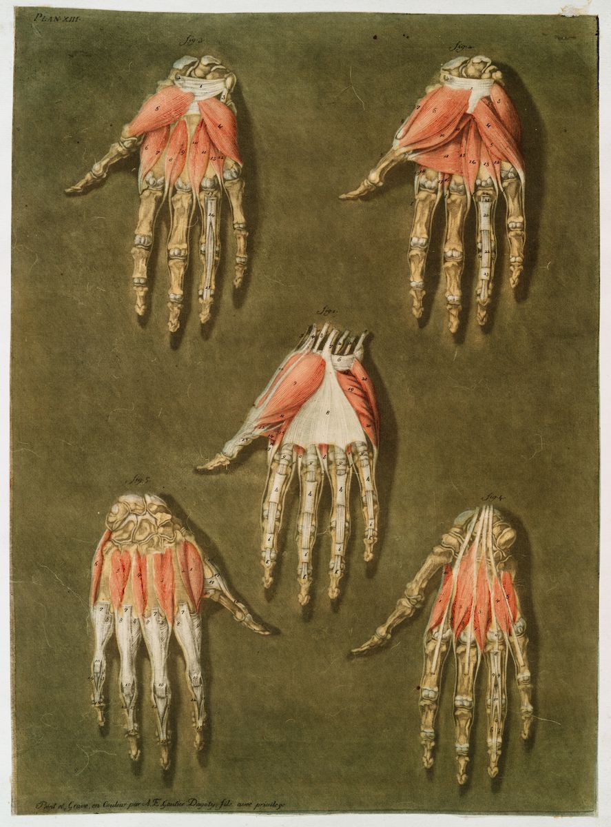 Vintage anatomical illustration of the human hand, showcasing the underlying bone and muscle structure.
