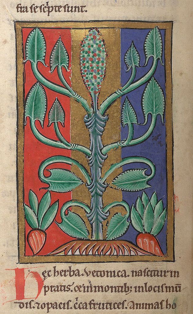Medieval manuscript illustration of a stylized plant with green leaves and a red flower against a red and blue background.