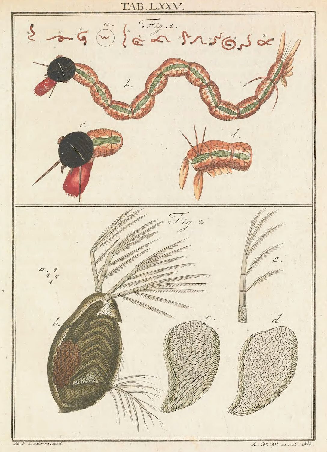 A vintage scientific illustration of an insect, with detailed drawings of its anatomy and segments.