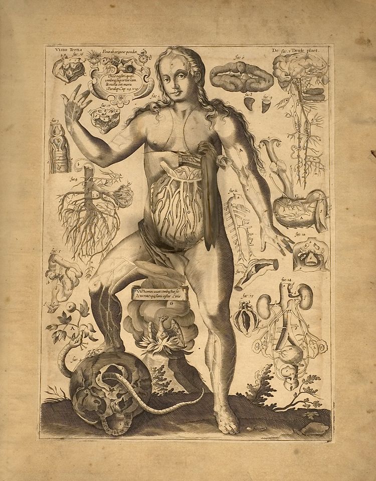 Vintage engraving of a nude female figure with transparent anatomy, surrounded by plants and a skull, with Latin inscriptions.