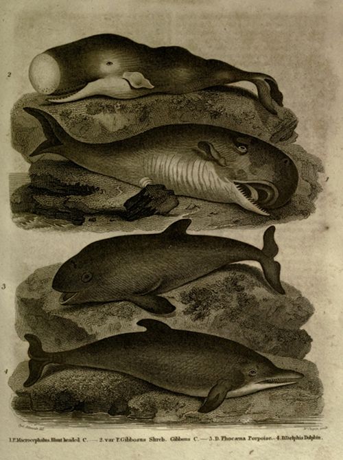 Vintage illustration of four whale species, labeled with scientific names.