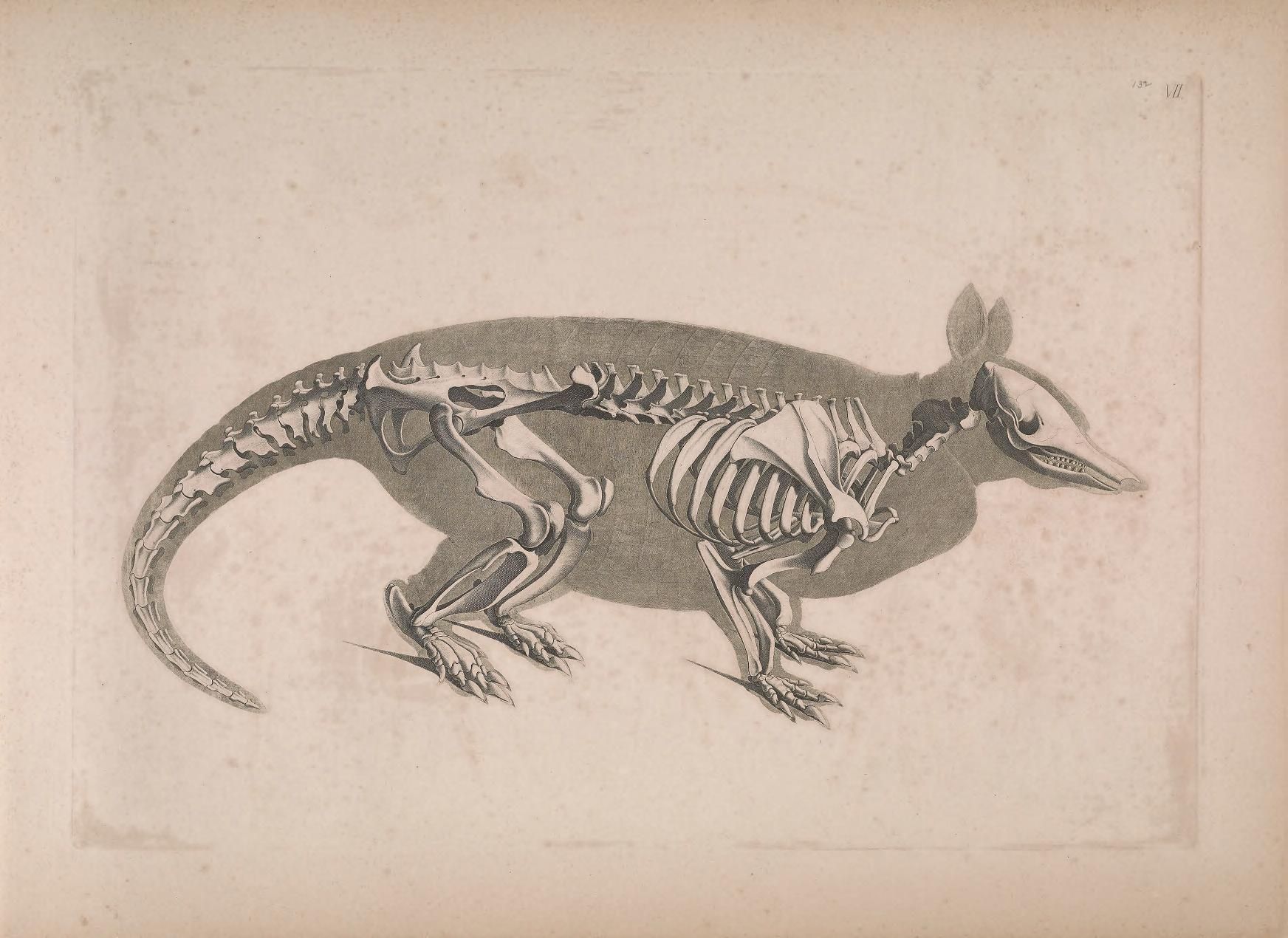Vintage drawing of an armadillo skeleton in a side view, showcasing the complete bone structure.