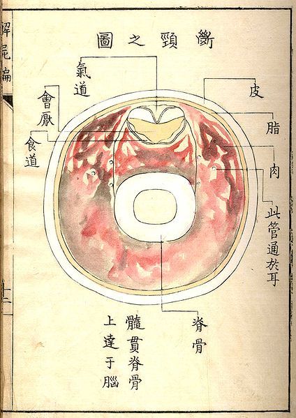 Vintage anatomical illustration of a stomach cross-section with labels in East Asian characters.