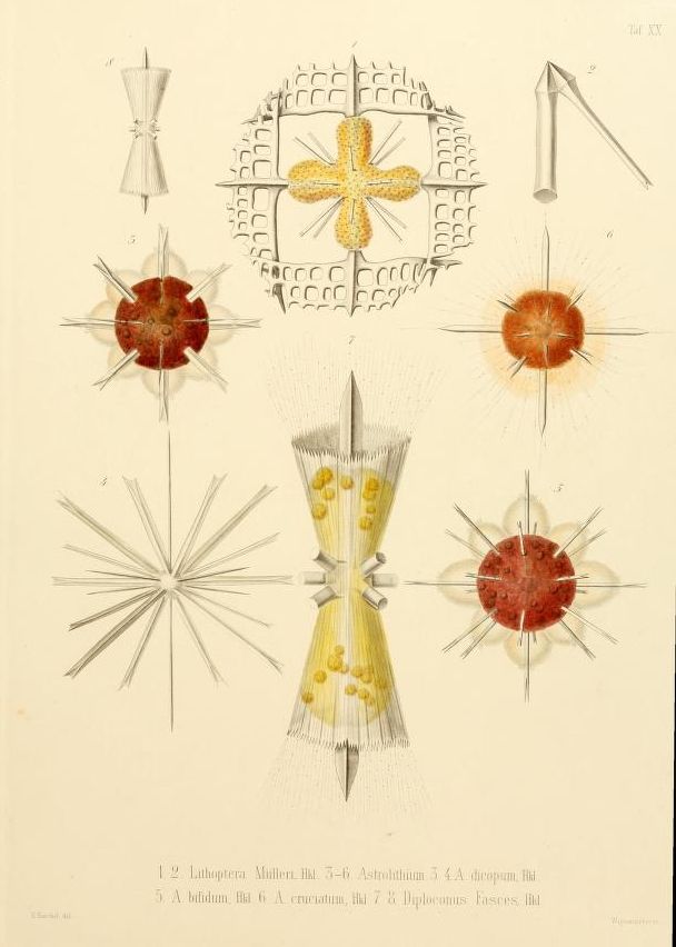 Vintage scientific illustration of various types of marine organisms, specifically radiates, with detailed hand-drawn style and pale yellow background.