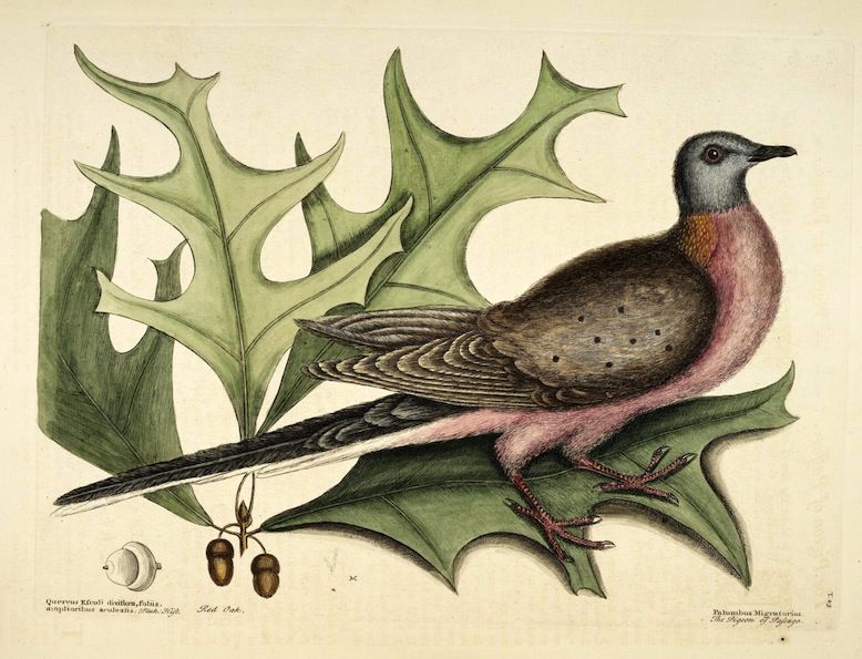 Vintage illustration of a Passenger Pigeon perched on a branch with holly-like leaves and acorns.