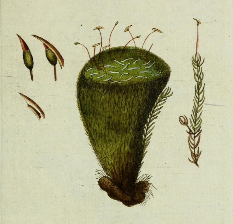 Vintage botanical illustration of a moss plant with a teardrop-shaped structure, detached leaves, and a slender stem.