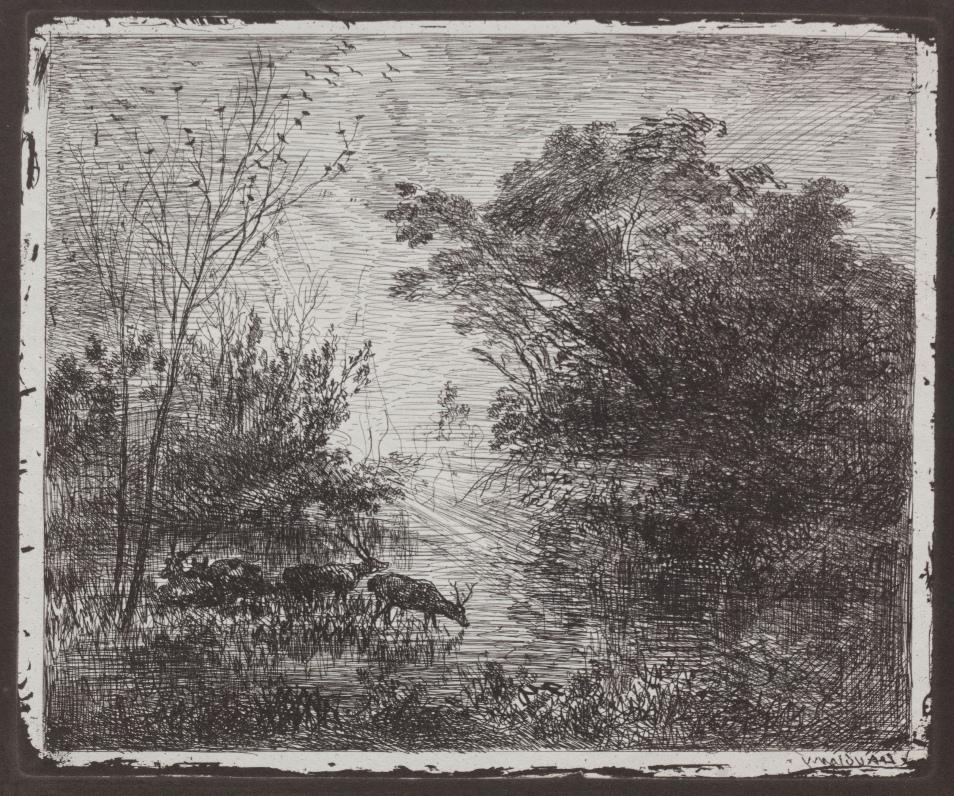 Black and white etching of a forest landscape with a deer standing in a clearing.