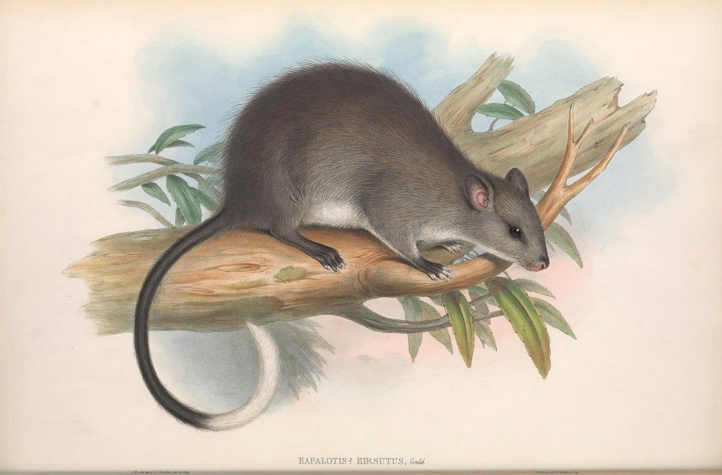 Vintage illustration of a Hapalotis Hirsutus, a dark-furred rodent with a bushy tail, resting on a branch with green leaves.