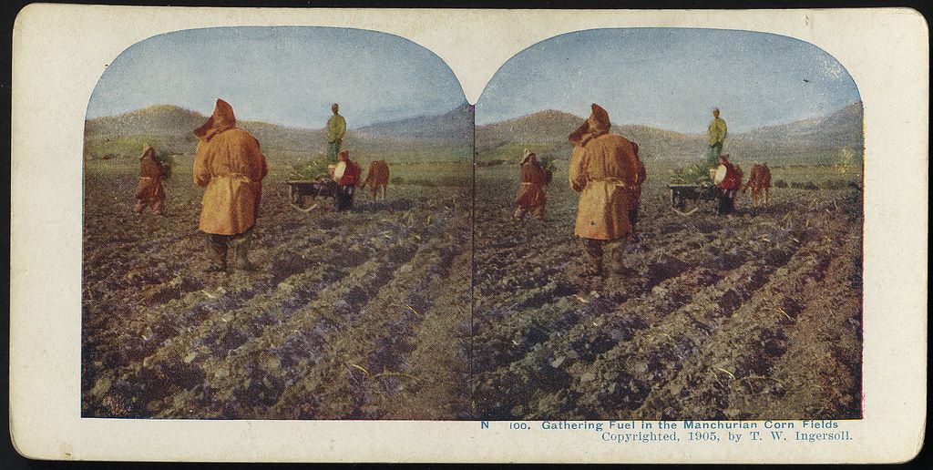 Stereoscopic photograph of people gathering fuel in a Manchurian corn field, 1905.