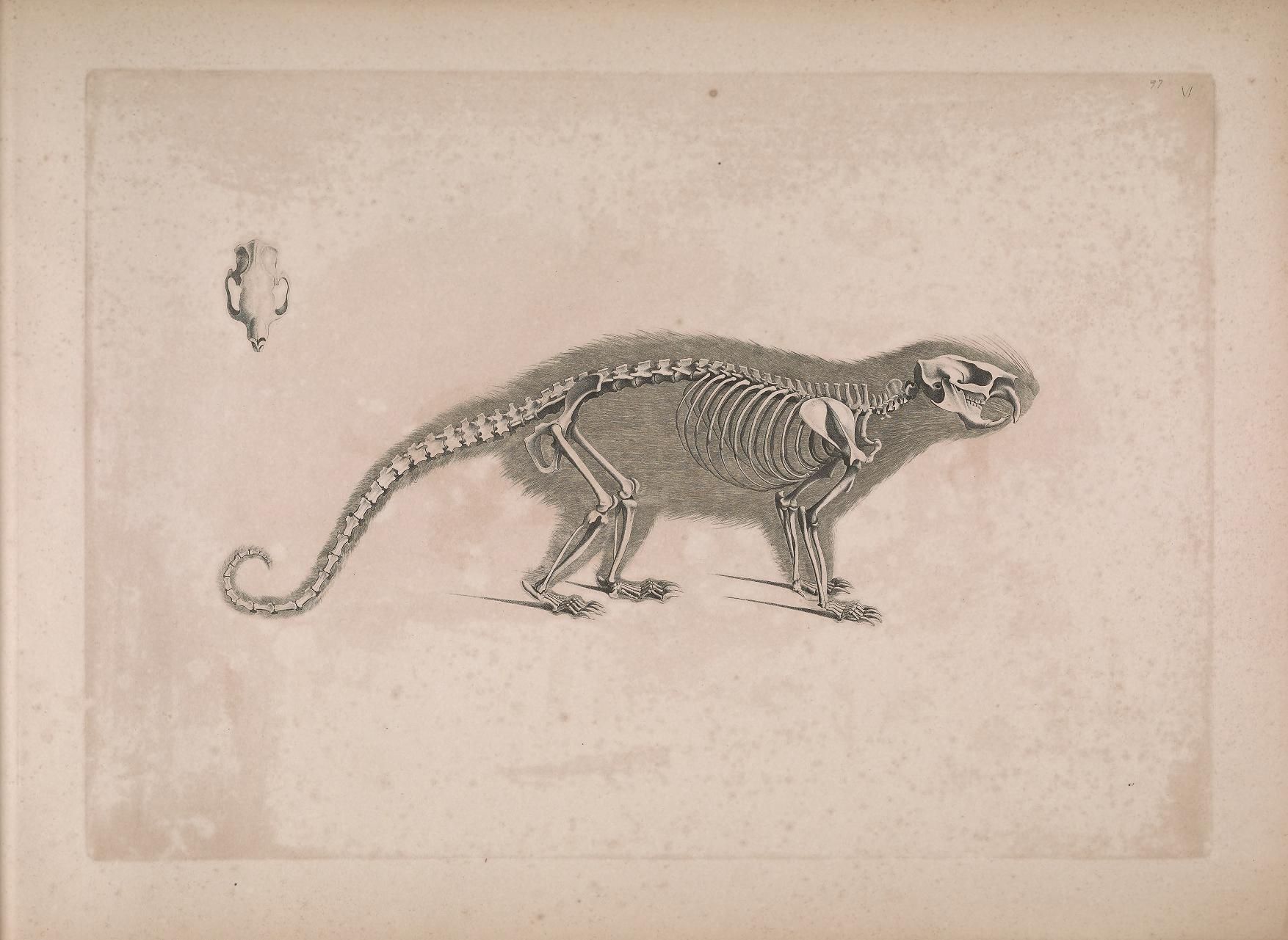 Vintage illustration of a monkey skeleton on a beige page.