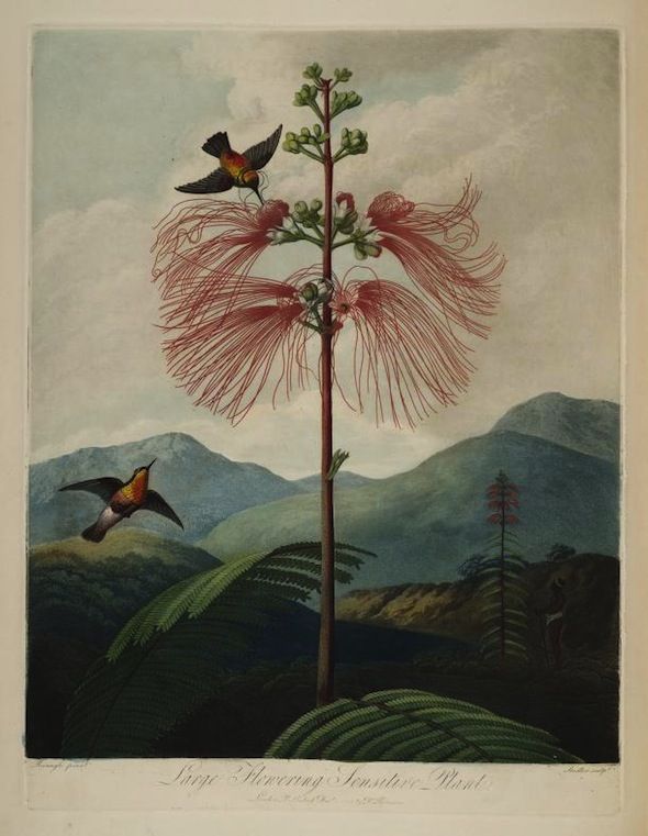 Vintage botanical illustration of a tall plant with feathery reddish-pink flowers and two hummingbirds, set against a landscape of rolling hills and mountains.