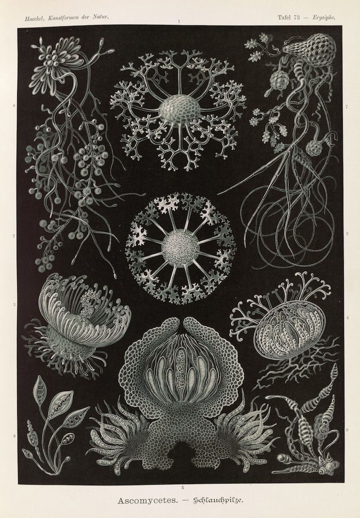 A vintage black and white botanical illustration depicting various types of fungi, specifically Ascomycetes (Schlauchpilze).