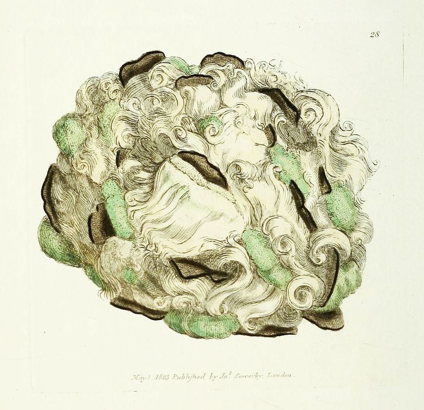 Vintage illustration of a complex hairstyle with numerous curls and waves, published in May 1863 by J. Sowerby in London.