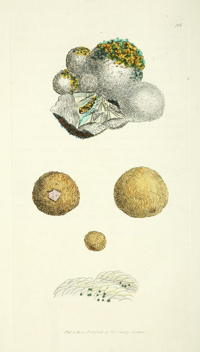 Vintage botanical illustration of a plant with a crystalline core and clustered growths.