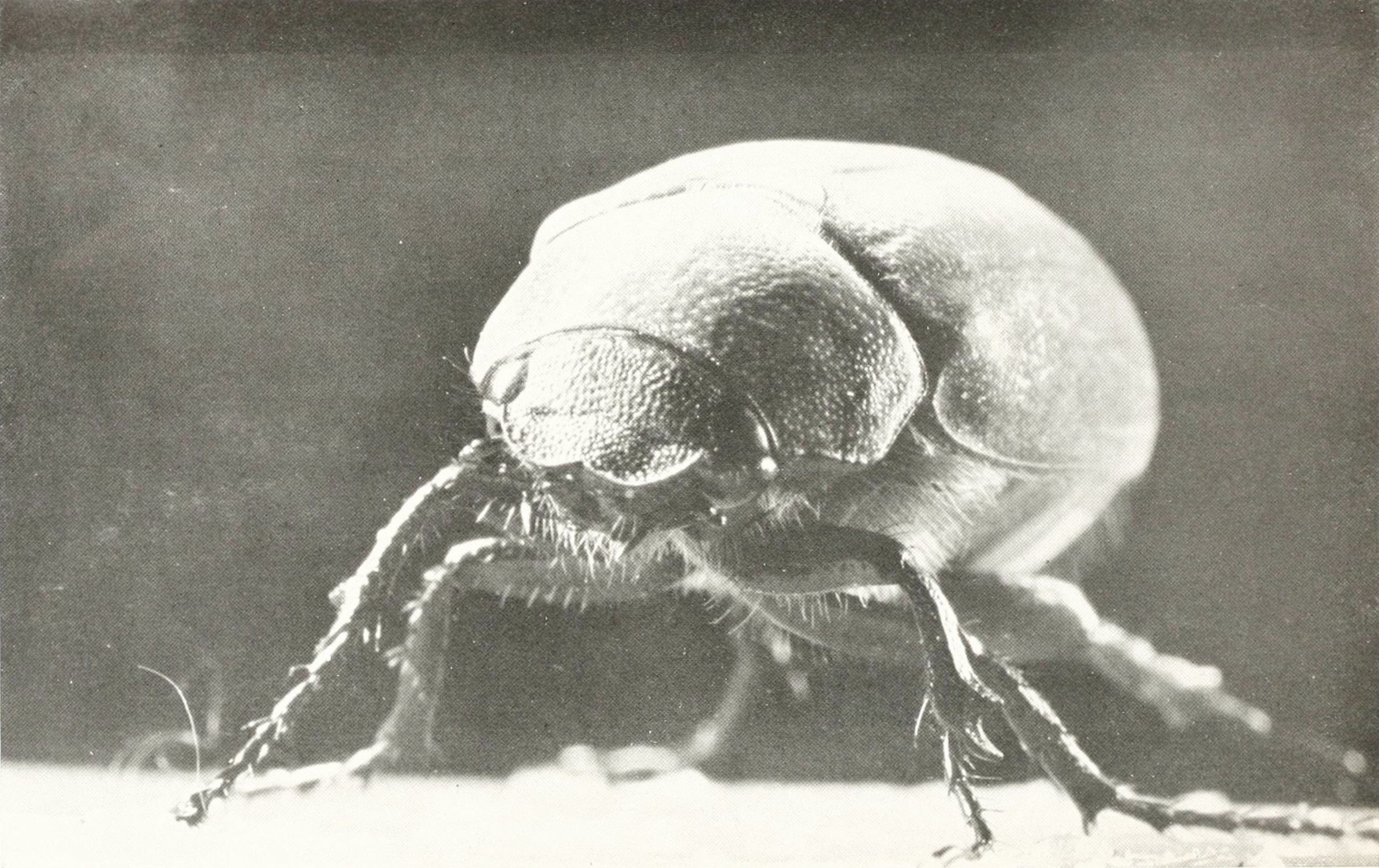 Close-up black and white photograph of a beetle.