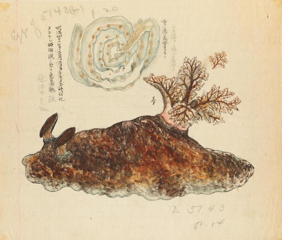 Vintage illustration of a brown and orange sea slug with coral, accompanied by handwritten Japanese notes.