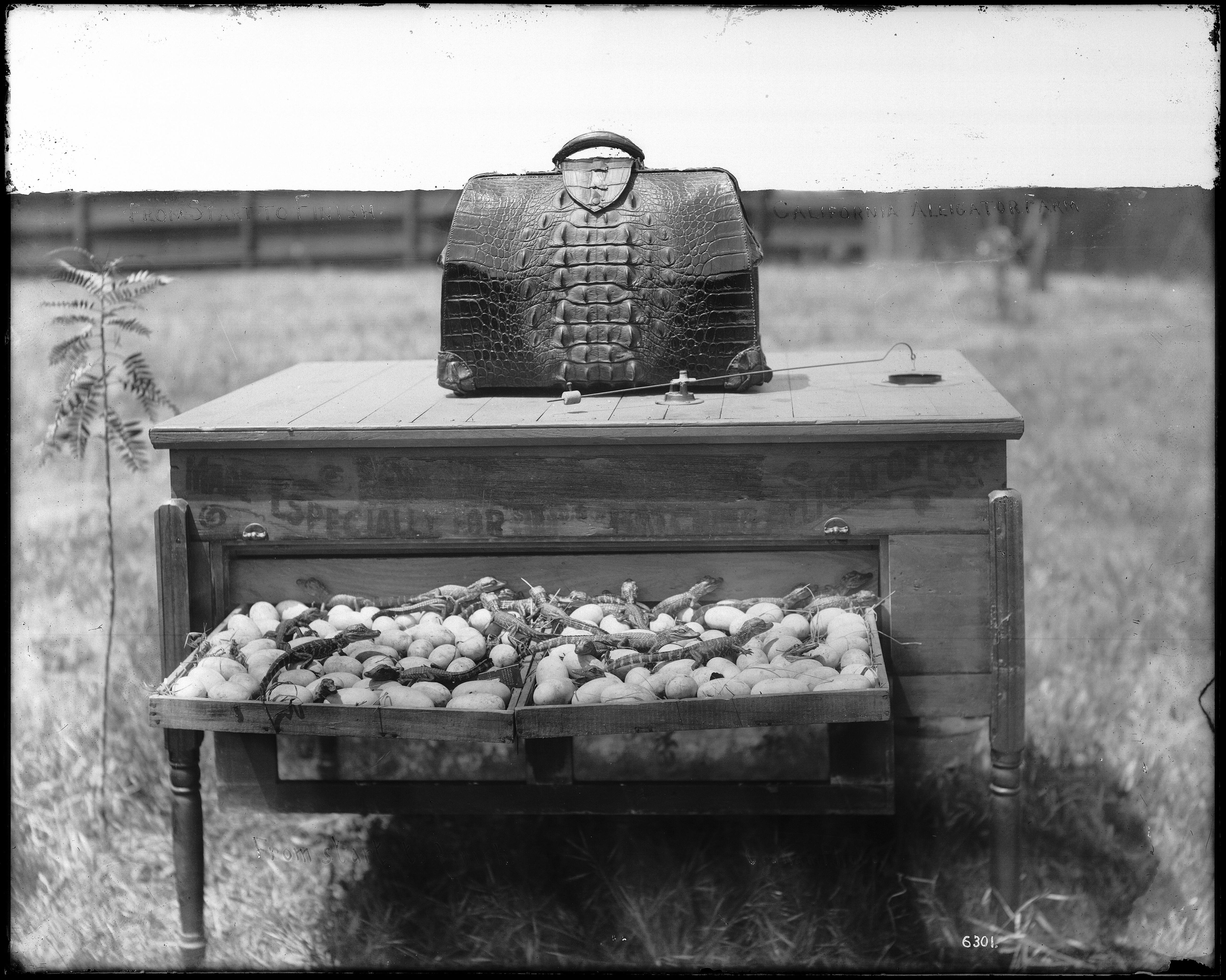 A vintage black and white photograph of a wooden table with a basket of vegetables in its drawer and a patterned bag on top, surrounded by grass.