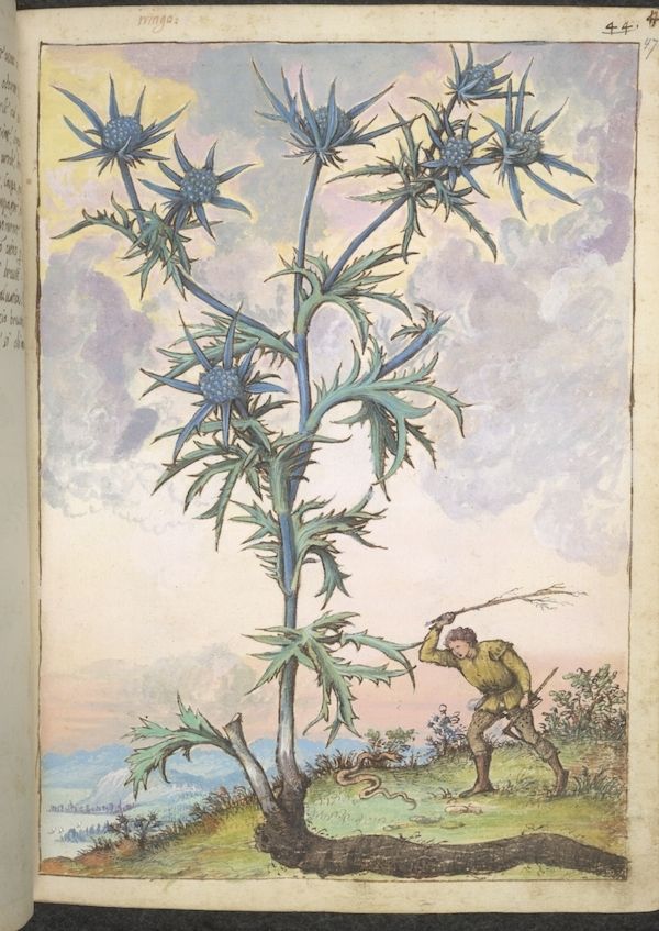 Vintage botanical illustration of a thistle-like plant with a man swinging a stick towards it and a snake coiled at the base.