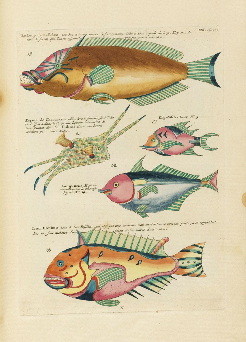 A vintage illustration of various fish species, labeled with numbers and French text.
