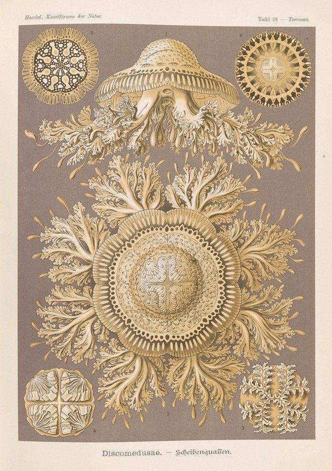 Discomedusae, also known as Scheibenquallen