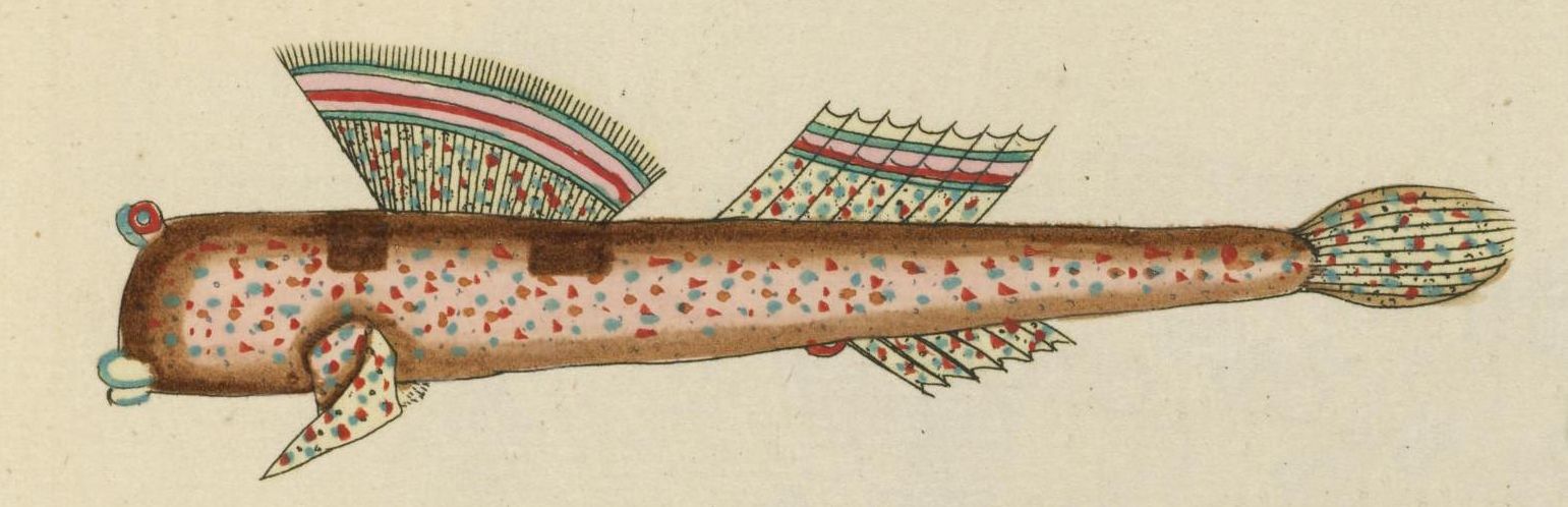 Vintage illustration of a spotted fish with striped fins.