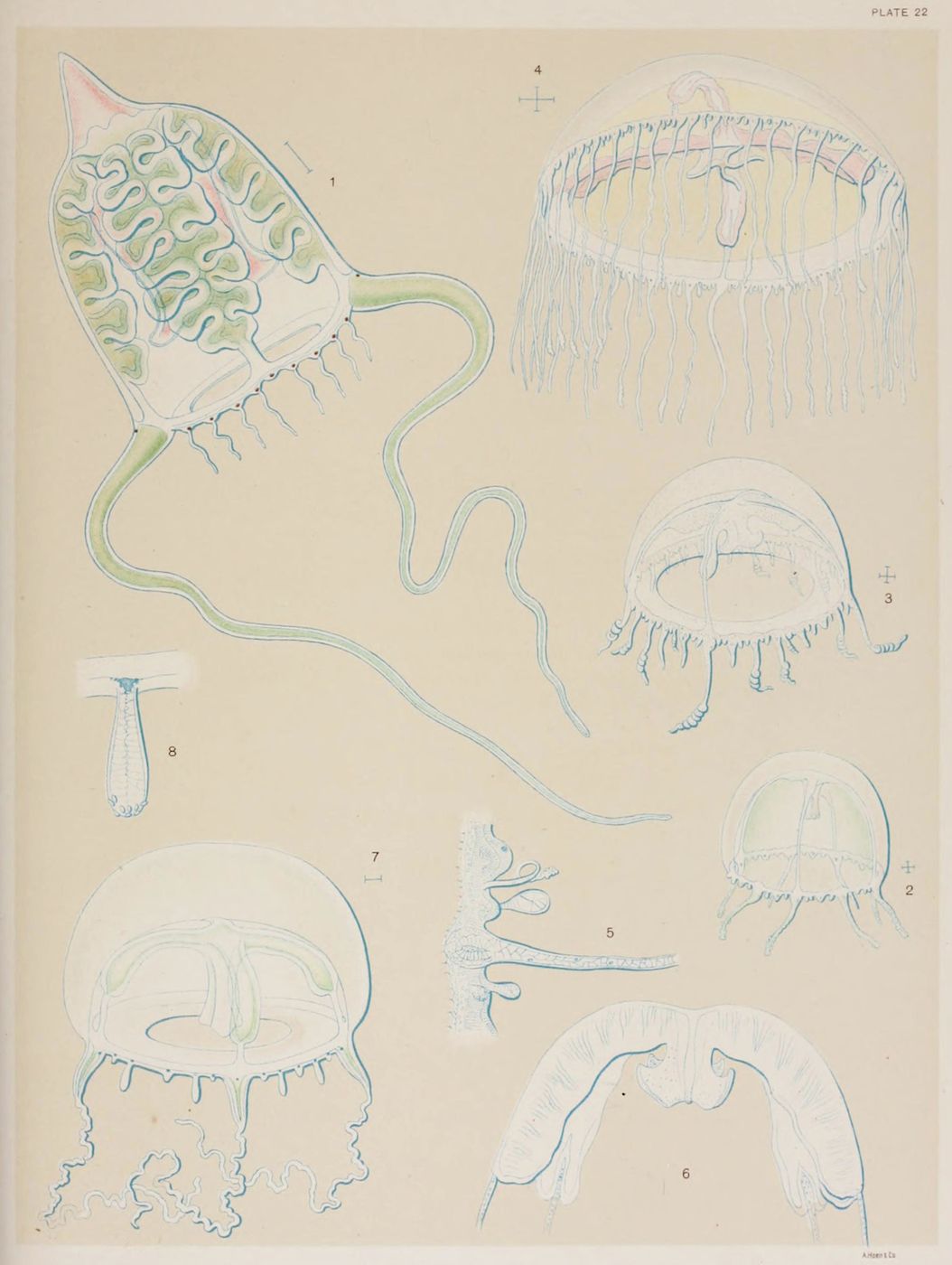 Vintage scientific illustration of anatomical diagrams, labeled 'Plate 22'.