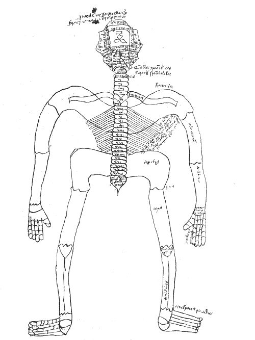Vintage anatomical diagram of a human skeleton with handwritten labels.