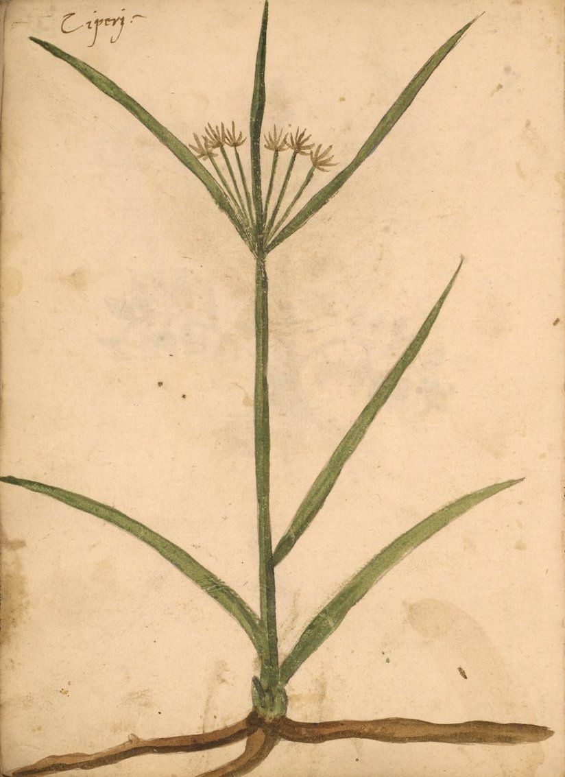 Vintage botanical illustration of a plant with long green leaves, a slender stem, and a delicate flower head, labeled 'Ciporiz'.