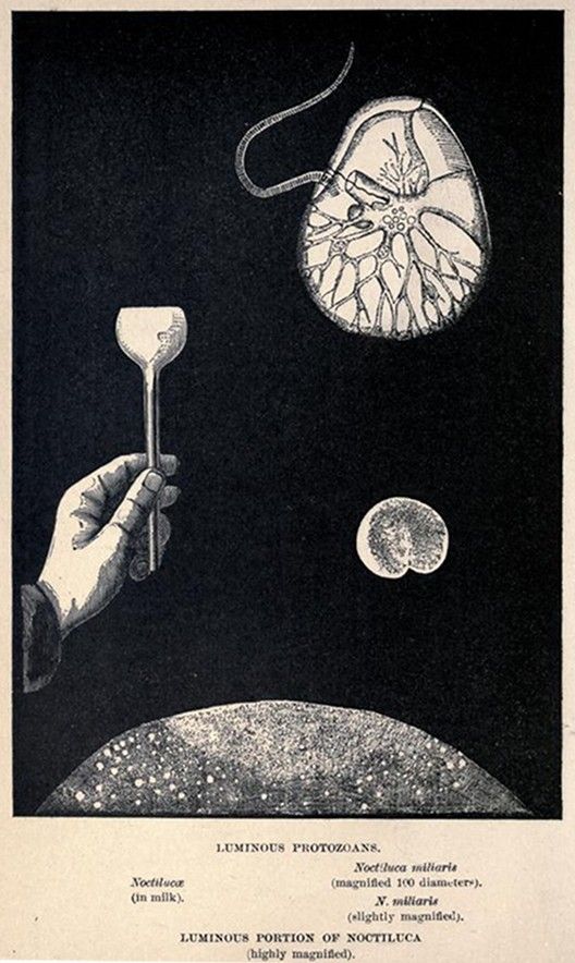 Vintage scientific illustration of luminous protozoa, *Noctiluca*, with magnified views and a hand holding a sample.