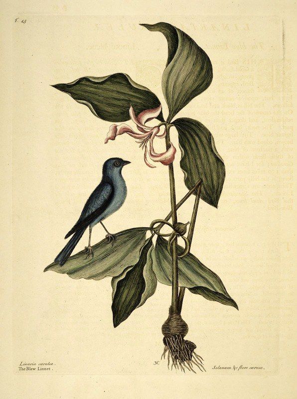 Vintage botanical illustration of a dark blue bird perched on a plant with large leaves and pink flowers.