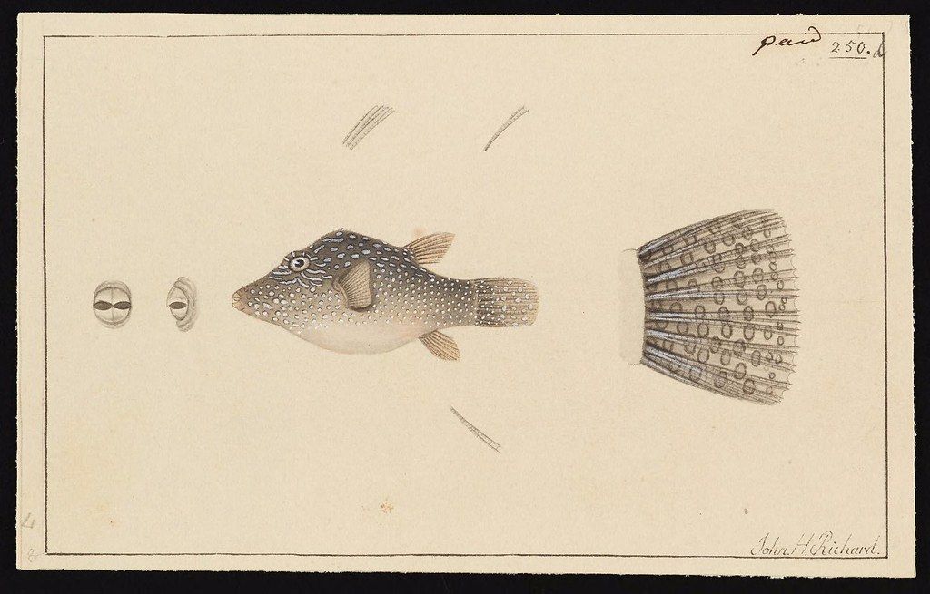 Vintage illustration of a pufferfish with detailed scales and eye illustrations.