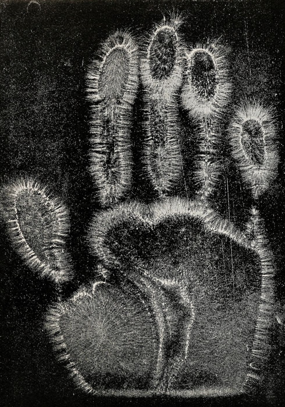 Close-up of a grainy, black and white paw print.