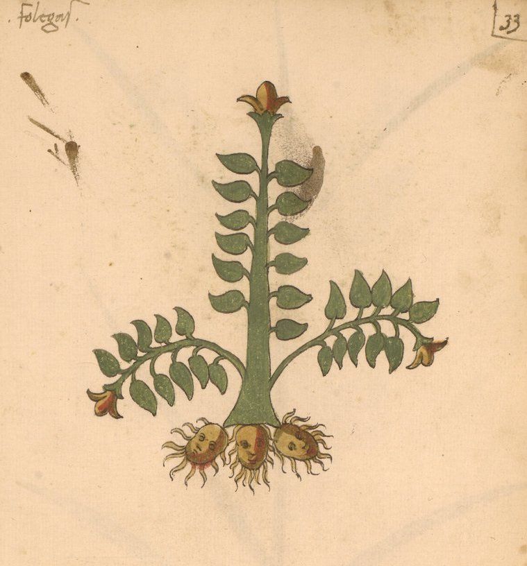 A medieval manuscript illustration of a plant with human head-shaped roots.