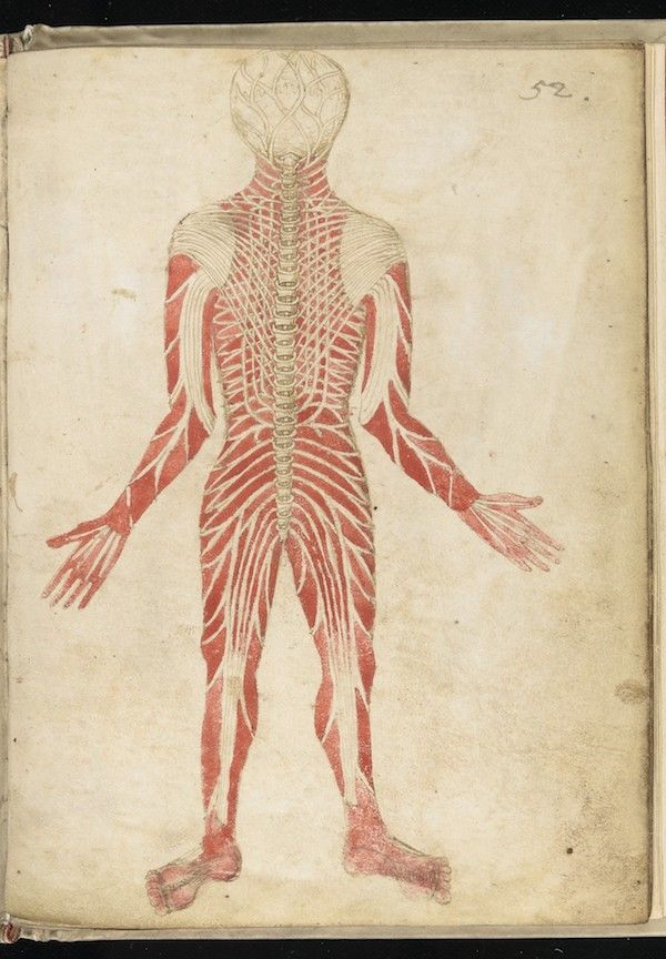 Antique anatomical drawing of a human body with detailed musculature and spine, on an aged page with the number '52' in the corner.