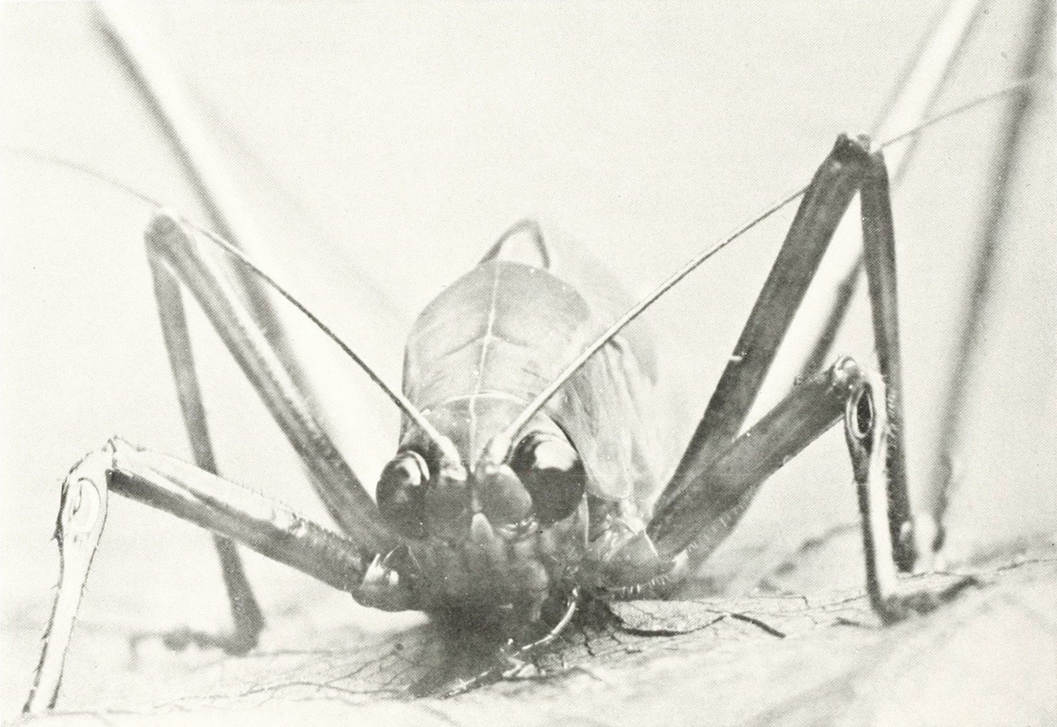Close-up black and white photograph of a grasshopper with long legs and antennae.