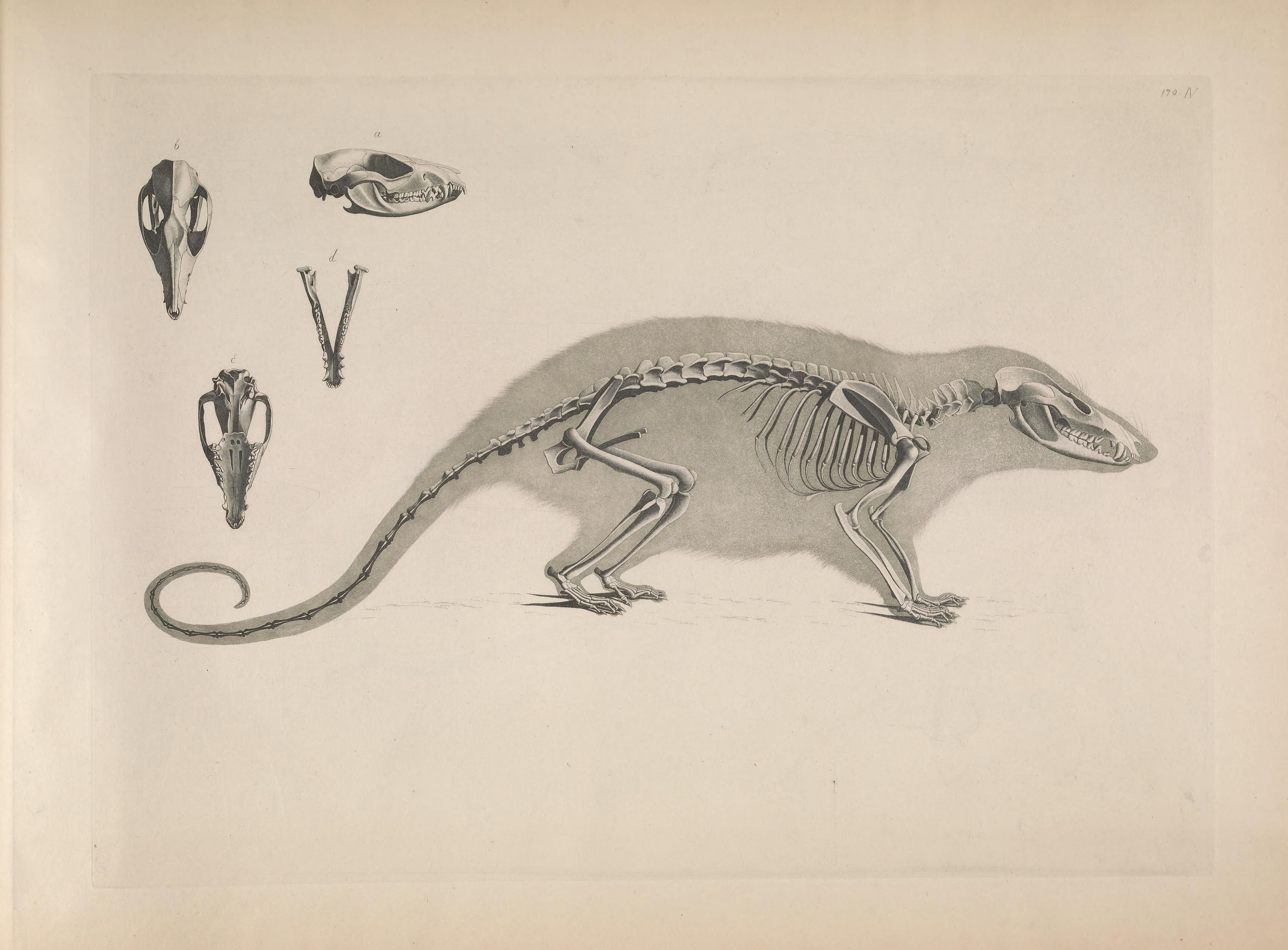Vintage anatomical illustration of an animal skeleton with detailed skeletal structure and three smaller skull illustrations.